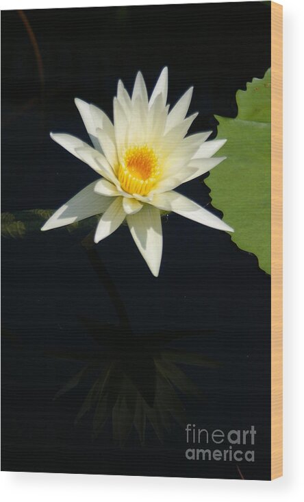 Yellow Wood Print featuring the photograph White Lotus Waterlily #2 by Jackie Irwin