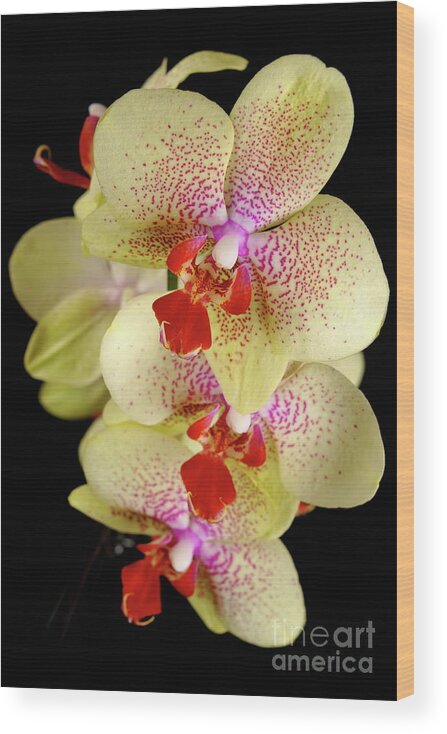 Nature Wood Print featuring the photograph Yellow Orchid by Dariusz Gudowicz