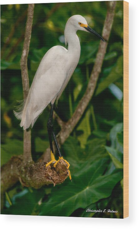 Christopher Holmes Photography Wood Print featuring the photograph White Egret by Christopher Holmes