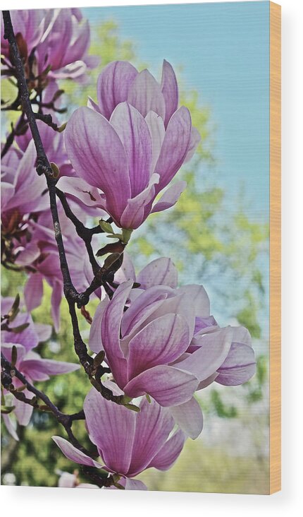 Magnolia Wood Print featuring the photograph 2018 Vernon Magnolias 7 by Janis Senungetuk