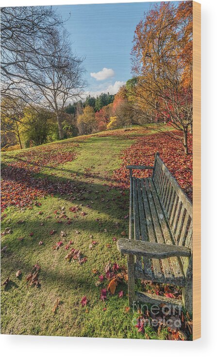 Autumn Wood Print featuring the photograph Autumn Leaves #3 by Adrian Evans