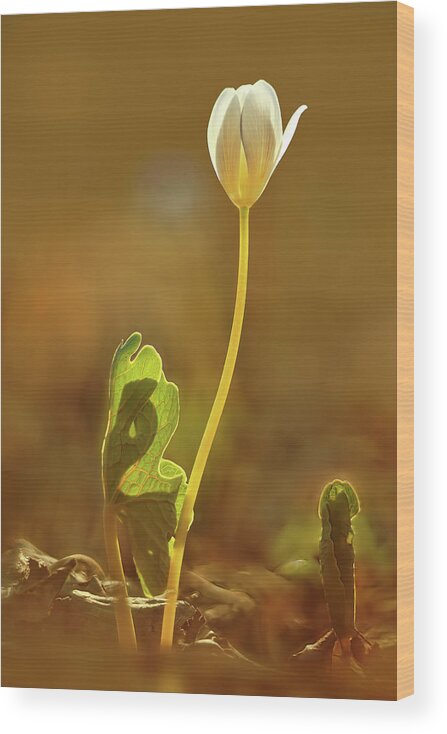 Sanguinaria Canadensis Wood Print featuring the photograph Bloodroot by Robert Charity