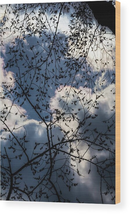 Clouds Wood Print featuring the photograph Clouds Trees and Sky #3 by Robert Ullmann