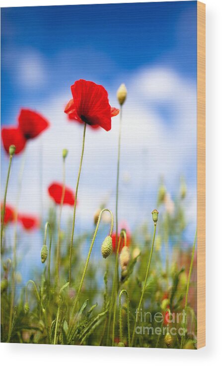 Poppy Wood Print featuring the photograph Corn Poppy Flowers #3 by Nailia Schwarz