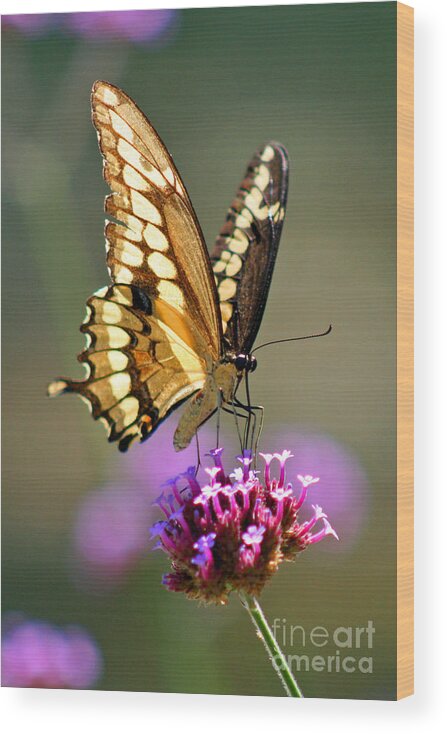 Giant Wood Print featuring the photograph Giant Swallowtail Butterfly #4 by Karen Adams