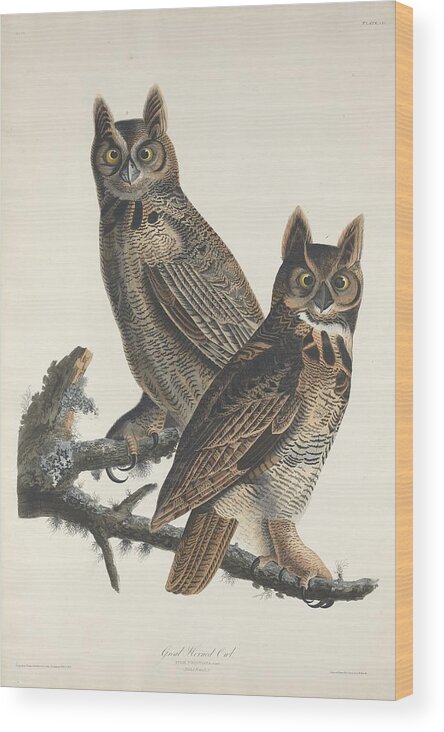 Audubon Wood Print featuring the drawing Great Horned Owl #3 by Dreyer Wildlife Print Collections 