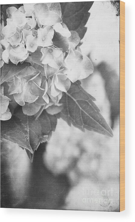 Hydrangea Wood Print featuring the photograph Hydrangeas #3 by Stephanie Frey