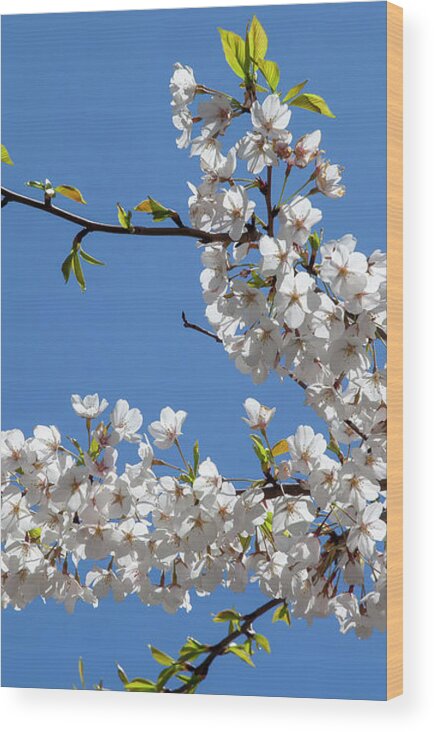 Cherry Blossoms Wood Print featuring the photograph Cherry Blossoms #305 by Robert Ullmann