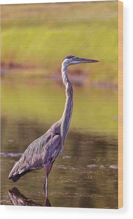 Animal Wood Print featuring the photograph Blue Heron #35 by Peter Lakomy