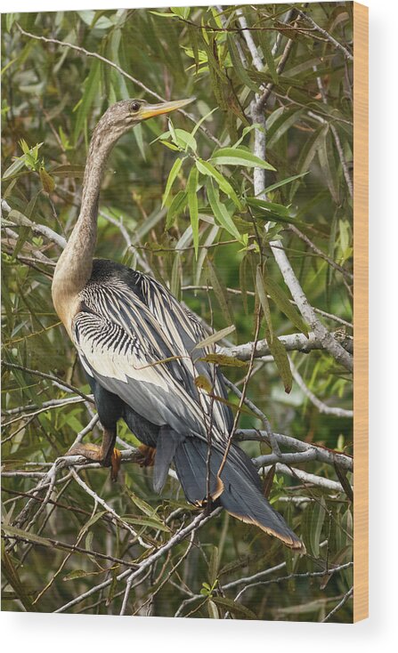 Bird Wood Print featuring the photograph Anhinga Shark Valley Everglades Florida by Adam Rainoff
