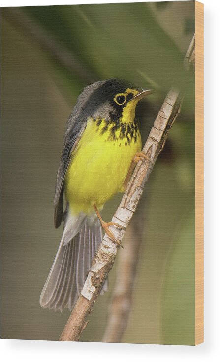 Bird Wood Print featuring the photograph Canada Warbler #4 by Alan Lenk