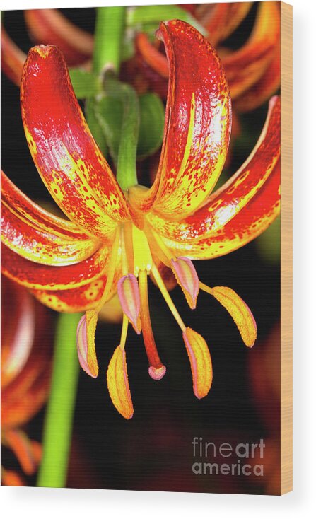 Martagon Lily Wood Print featuring the photograph Martagon Lily #4 by Anthony Totah