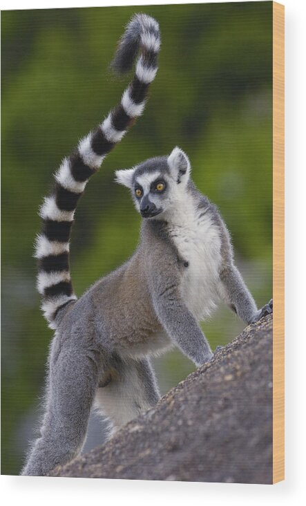 Mp Wood Print featuring the photograph Ring-tailed Lemur Lemur Catta Portrait #4 by Pete Oxford