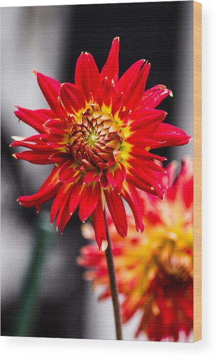 Flower Wood Print featuring the photograph Sunflower #4 by Gerald Kloss