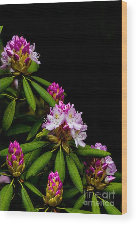 Rhododendron Maximum Wood Print featuring the photograph West Virginia State Flower #3 by Thomas R Fletcher