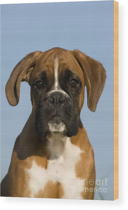Boxer Wood Print featuring the photograph Boxer Puppy #5 by Jean-Louis Klein & Marie-Luce Hubert