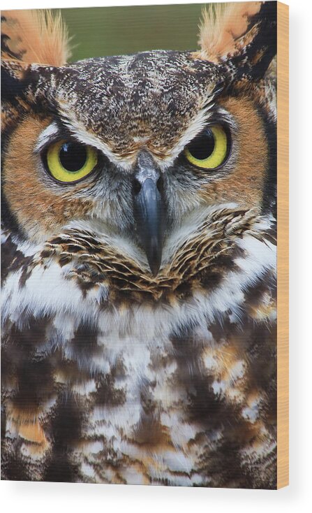 Great Wood Print featuring the photograph Great Horned Owl #5 by Jill Lang