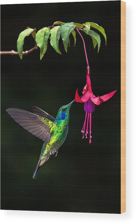Photography Wood Print featuring the photograph Green Violetear Colibri Thalassinus #5 by Panoramic Images