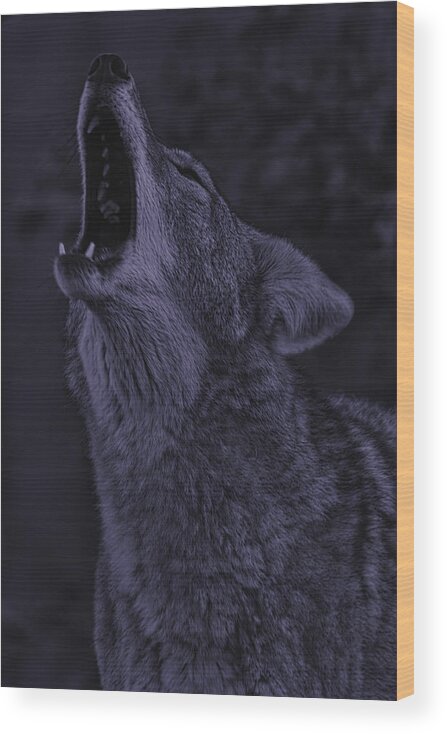 Animal Wood Print featuring the photograph Coyote #6 by Brian Cross