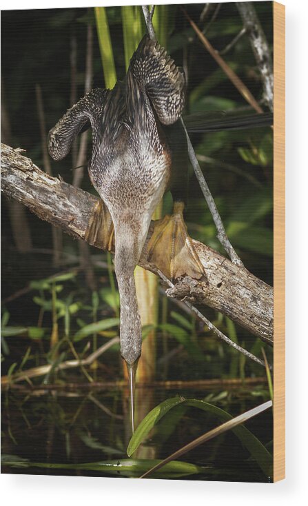 Bird Wood Print featuring the photograph Anhinga Shark Valley Everglades Florida #7 by Adam Rainoff