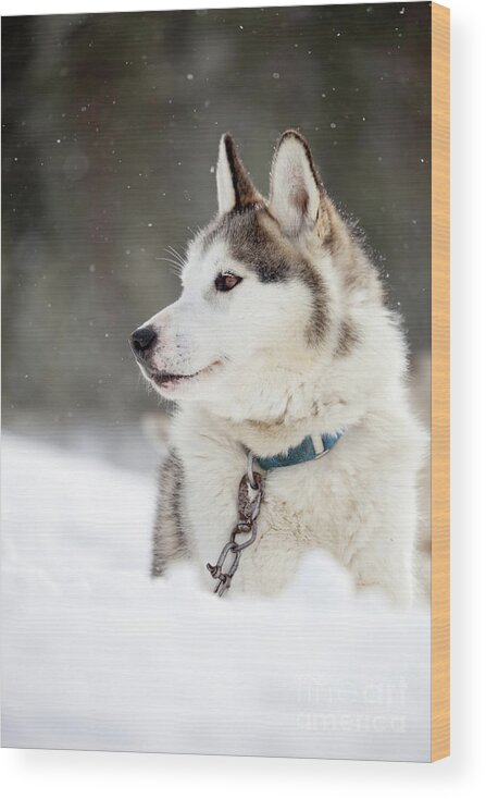 Husky Wood Print featuring the photograph Huskies #7 by Kati Finell