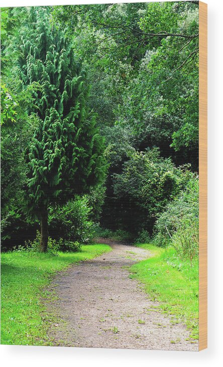 Adventure Wood Print featuring the photograph Woodland path #7 by Tom Gowanlock