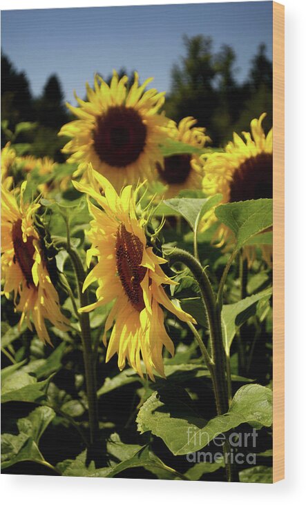 Michelle Meenawong Wood Print featuring the photograph A Bunch Of Sunflowers by Michelle Meenawong