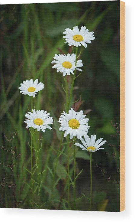 Daisy Wood Print featuring the photograph A Half Dozen Wild Daisies by Mary Lee Dereske