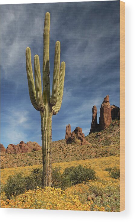 Saguaro Wood Print featuring the photograph A Saguaro In Spring by James Eddy