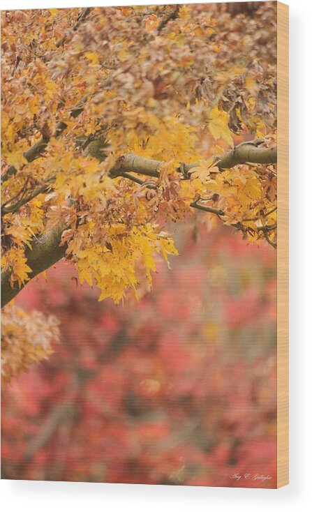 Autumn Wood Print featuring the photograph A Walk Through Autumn by Amy Gallagher