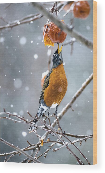 Robin Red Breast Wood Print featuring the photograph A Worm Would Taste Better by Marty Saccone