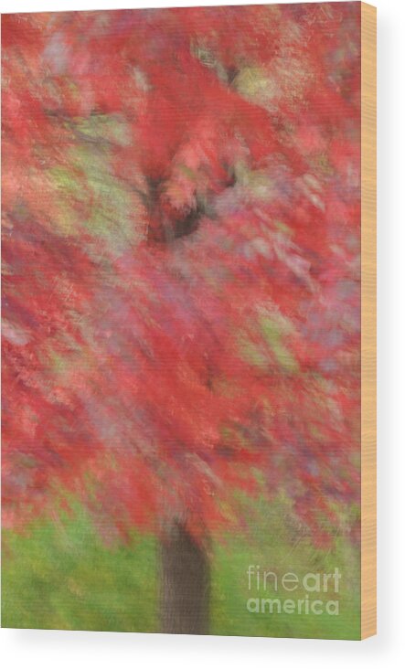 Abstract Wood Print featuring the photograph Abstract Autumn Red Maple by Tamara Becker