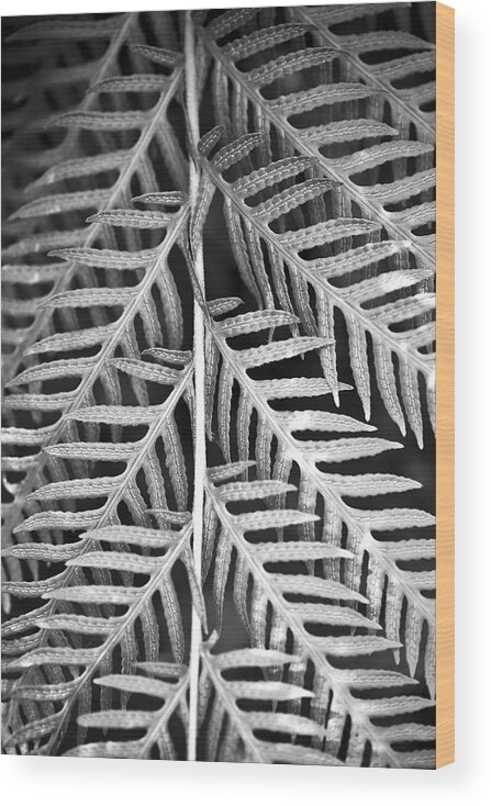 Abstract Wood Print featuring the photograph Abstract Leaves by Marilyn Hunt
