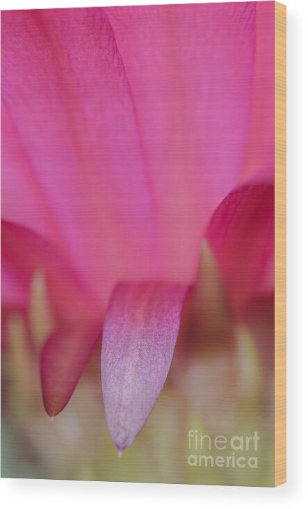 Pink Cactus Flower Wood Print featuring the photograph Abstract Pink Cactus Flower by Tamara Becker
