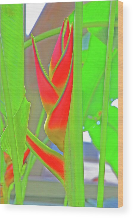 Abstract Tropical Flowers And Leaves Greens Reds Angles  Wood Print featuring the photograph Abstract Tropical Flowers and Leaves Greens Reds Angles 2 10232017 Colorado by David Frederick