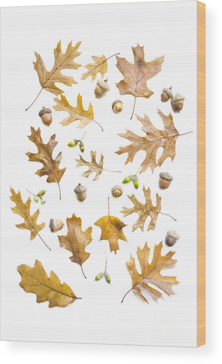 Acorns Wood Print featuring the photograph Acorns by Elena Nosyreva