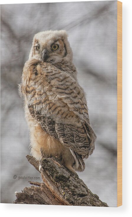  Wood Print featuring the photograph Adolescent Owl 09.... by Paul Vitko