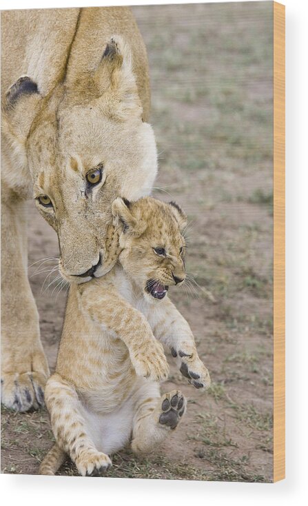 00761319 Wood Print featuring the photograph African Lion Mother Picking Up Cub by Suzi Eszterhas