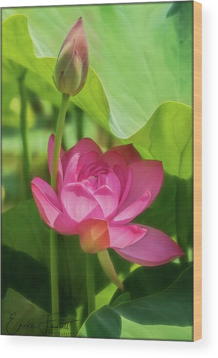 Lotus Wood Print featuring the photograph Afternoon Sun on Lotus by Erika Fawcett