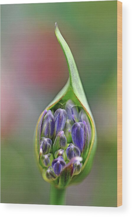 Agapanthus Wood Print featuring the photograph Agapanthus Bud by Debbie Oppermann