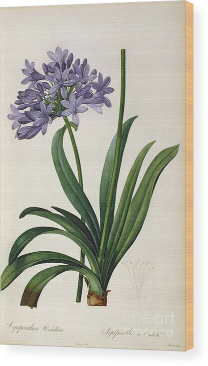 Vintage Wood Print featuring the painting Agapanthus umbrellatus by Pierre Redoute