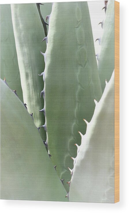 Agave Wood Print featuring the photograph Agave by Nadalyn Larsen