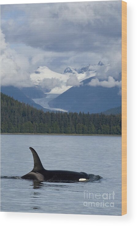 Alaska Wood Print featuring the photograph Alaska Orca by John Hyde - Printscapes