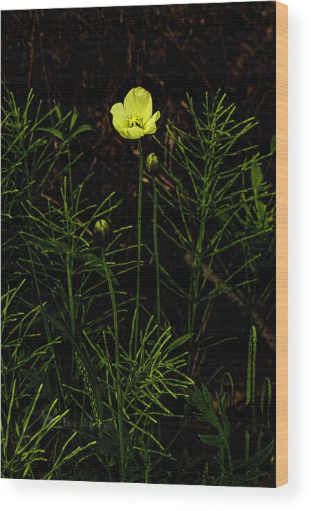 Wildflower Wood Print featuring the photograph Alaska Poppy by Fred Denner