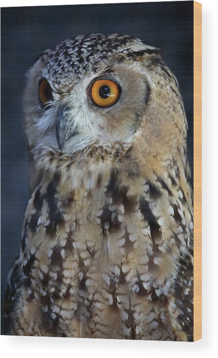 Owl Wood Print featuring the photograph Alert by Steve Parr