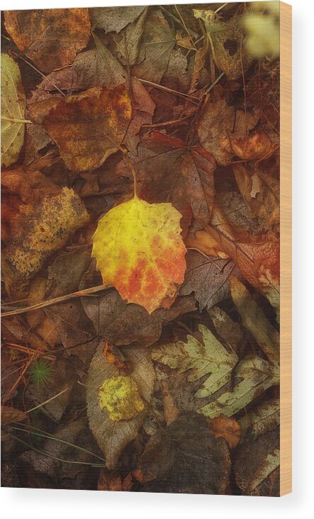 Sue Capuano Wood Print featuring the photograph All Fall Down by Sue Capuano