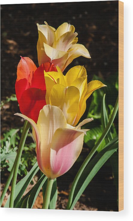 Tulips Wood Print featuring the photograph All in a Pretty Row by Jim Moore