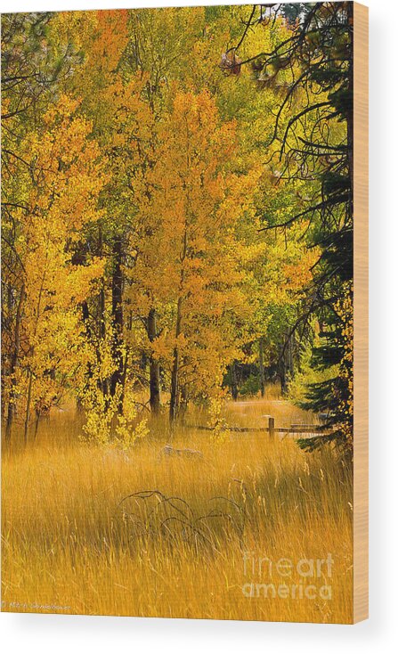 Fall Wood Print featuring the photograph All The Soft Places To Fall by Mitch Shindelbower