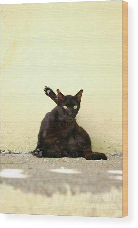 Cat Wood Print featuring the photograph Alley Cat by Becqi Sherman