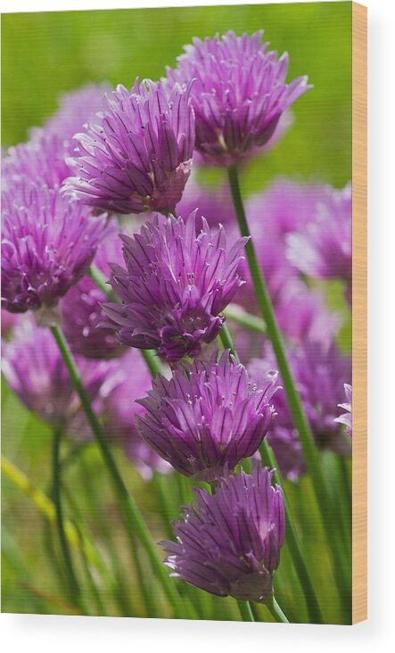 Allium Wood Print featuring the photograph Allium blooms by Pete Hemington